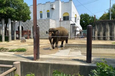 動物園にゾウを見に行きました。